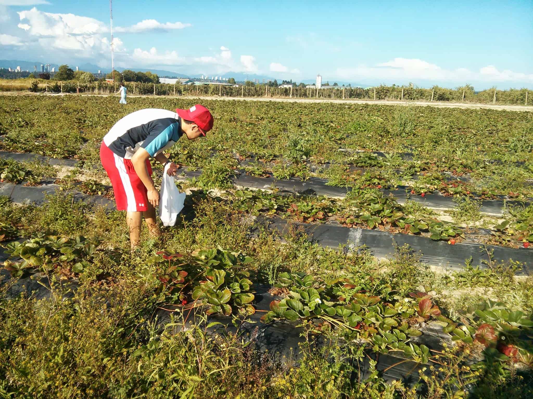 Berry Picking at Birak Berry Farm