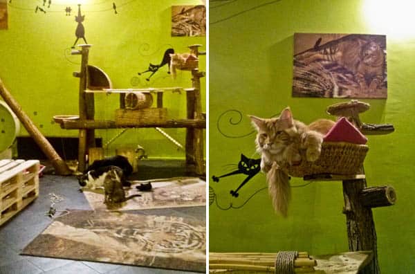 Visiting Cat Café Budapest – Adorable Cats Abound