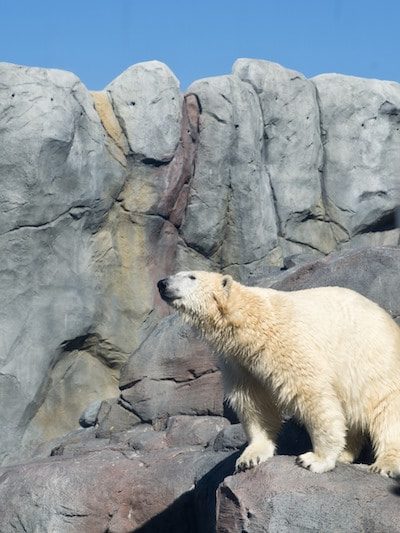 Take a Journey to Churchill at the Assiniboine Park Zoo